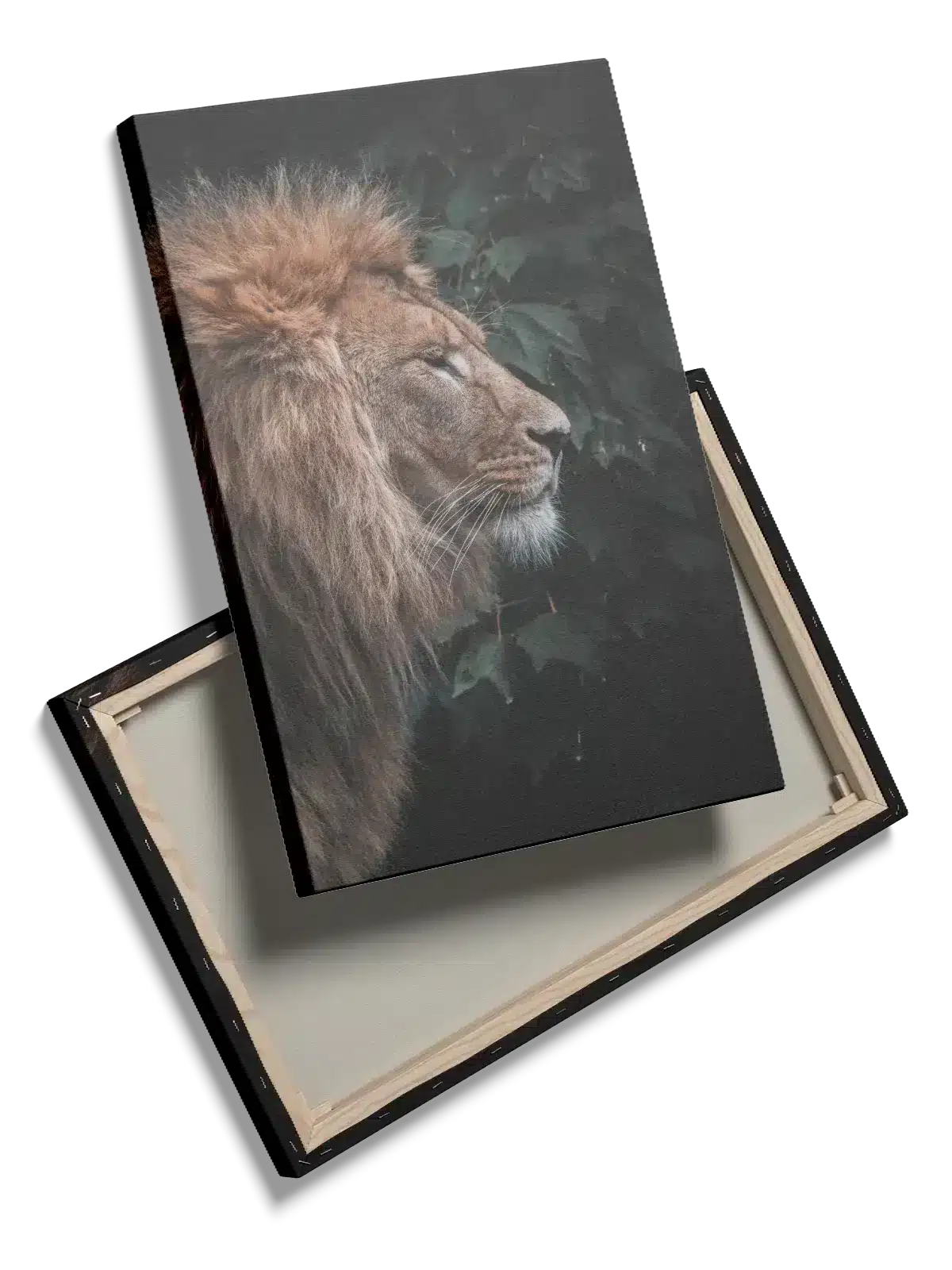 Lion Profile I Plakat