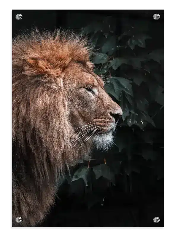 Lion Profile I Plakat
