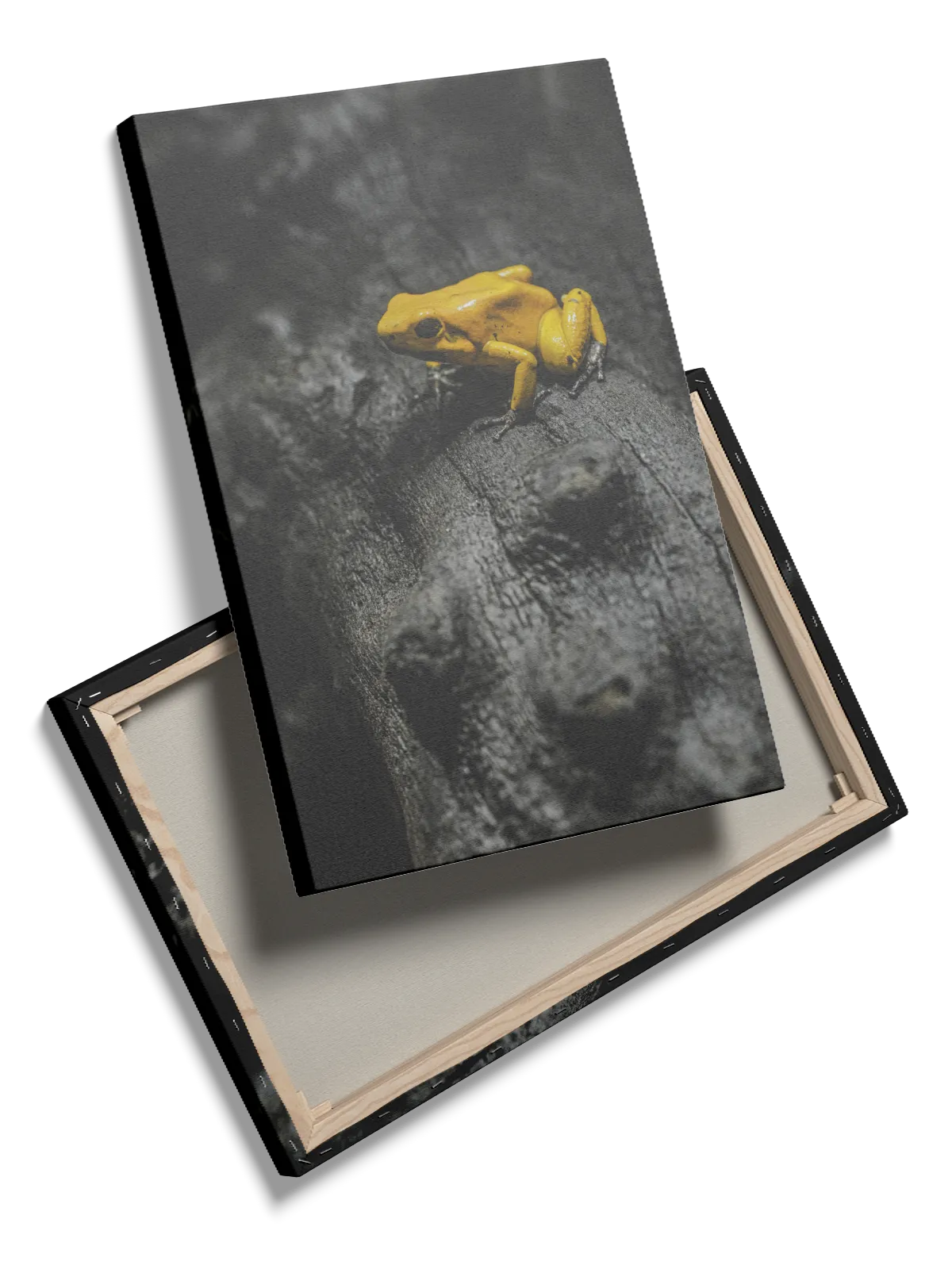 Golden Poison Frog Plakat