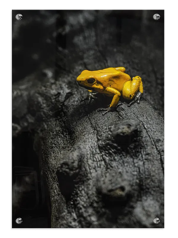 Golden Poison Frog Plakat