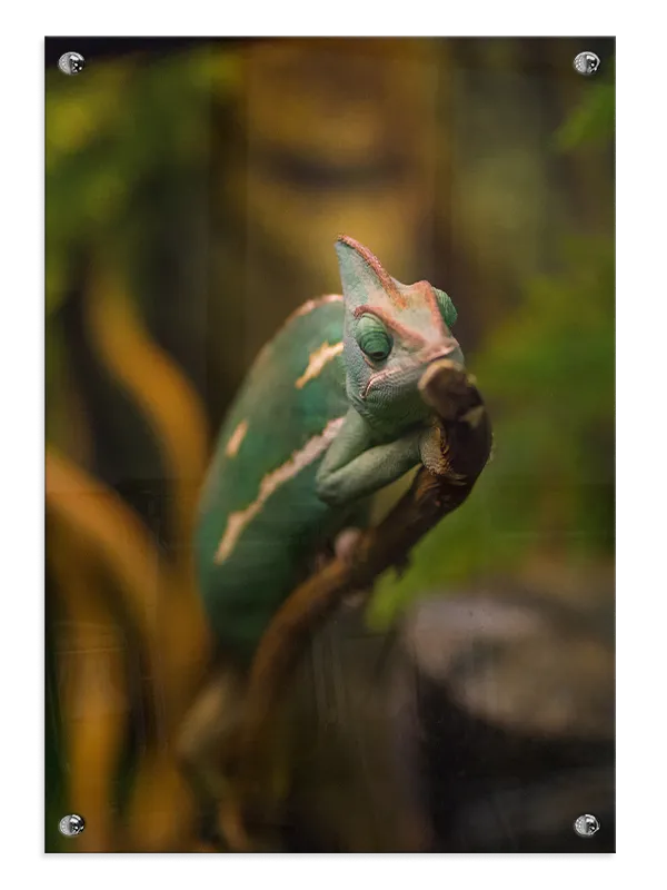 Bi Veiled Plakat