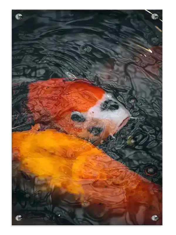 Koi Fish Duo Plakat