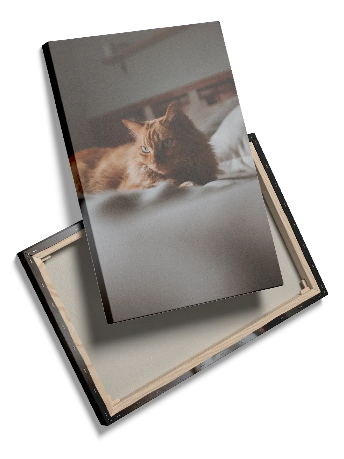 Ginger Cat Indoor Plakat