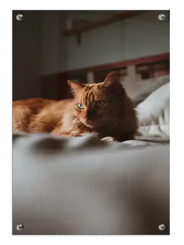 Ginger Cat Indoor Plakat