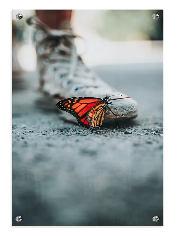 Monarch Butterfly Close Up Plakat