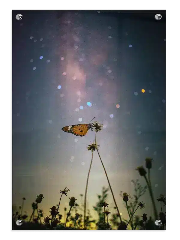 Monarch Butterfly Night Plakat