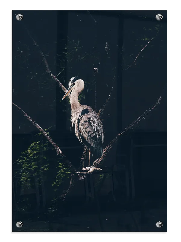 Ugle Heron On Branch Plakat
