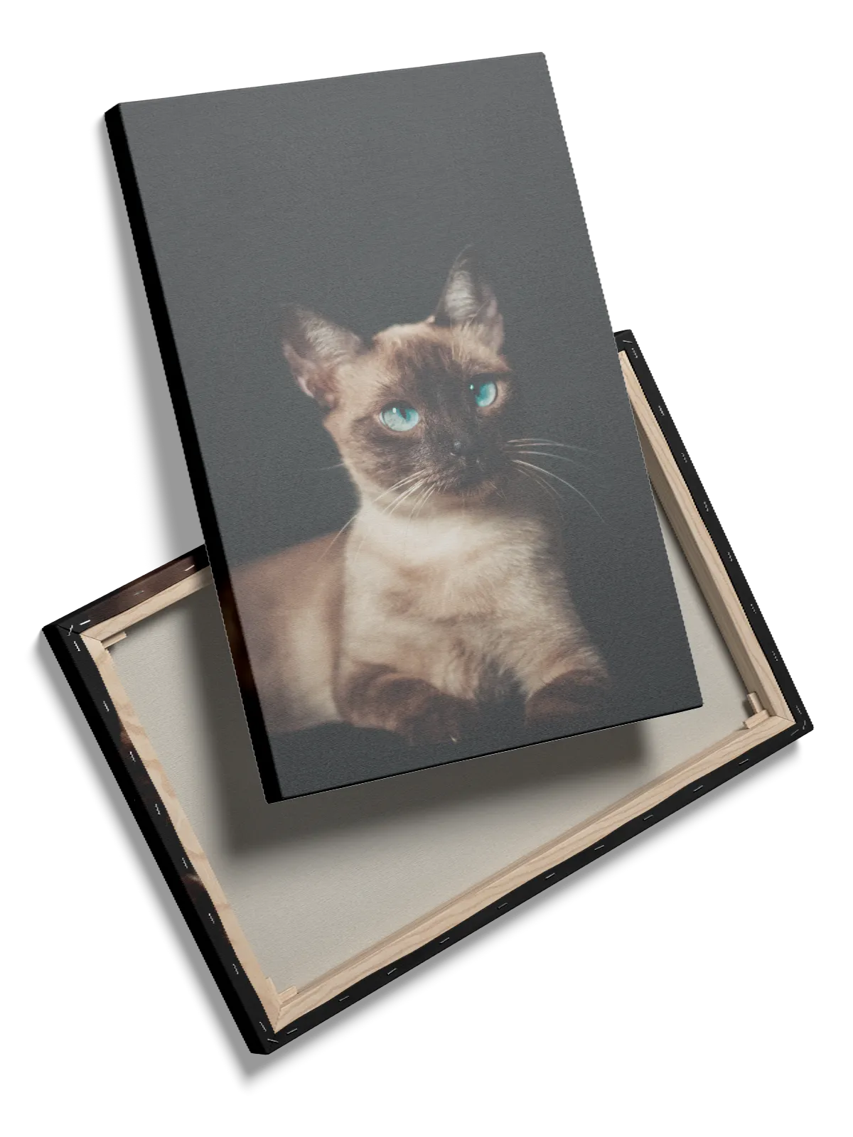 Siamese Cat No2 Plakat
