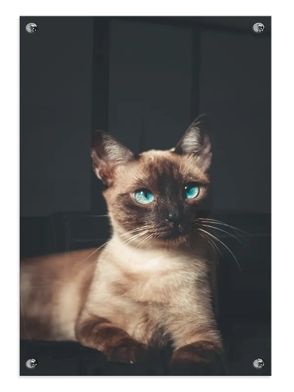 Siamese Cat No2 Plakat