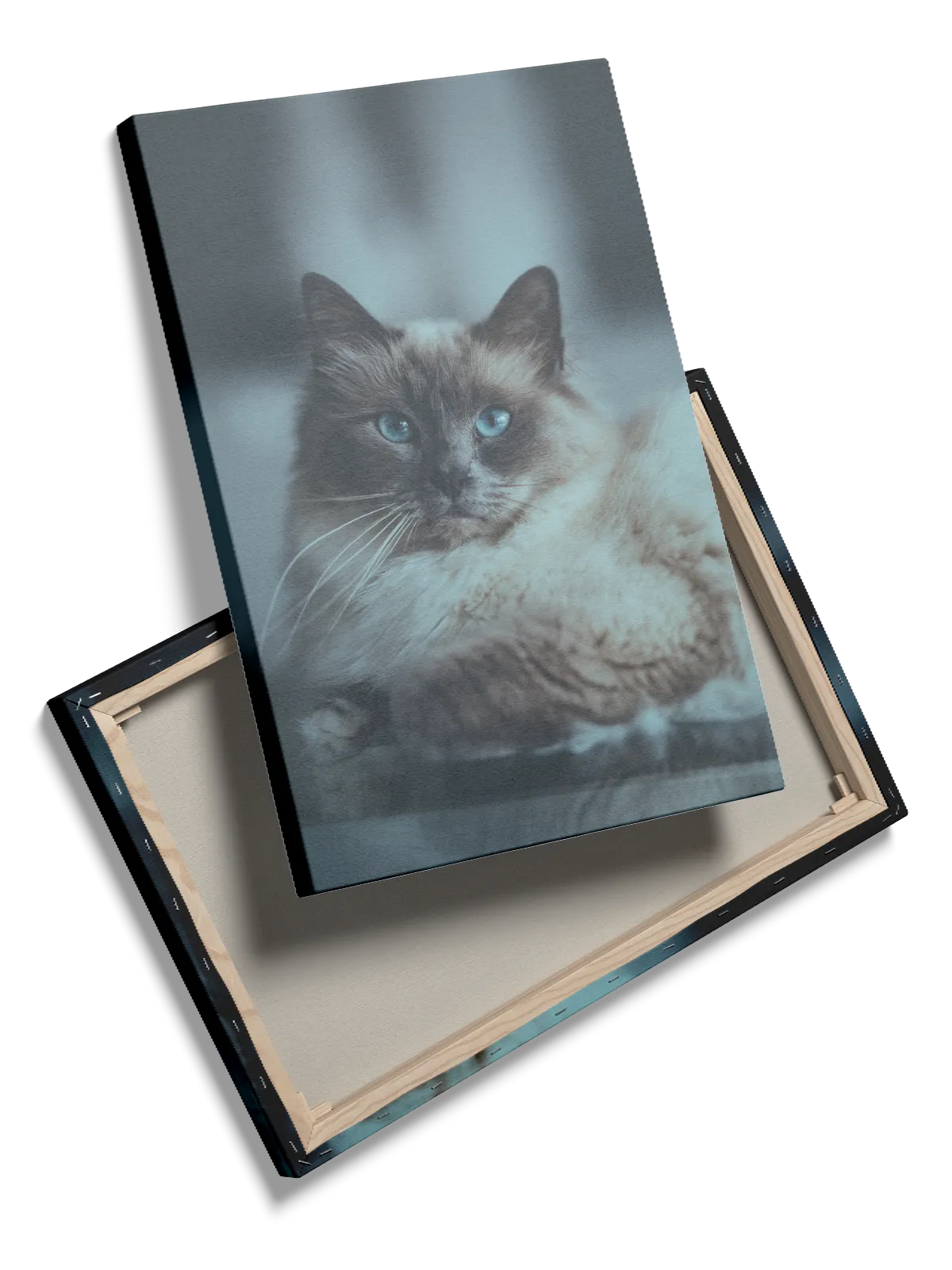 Ragdoll Cat Plakat