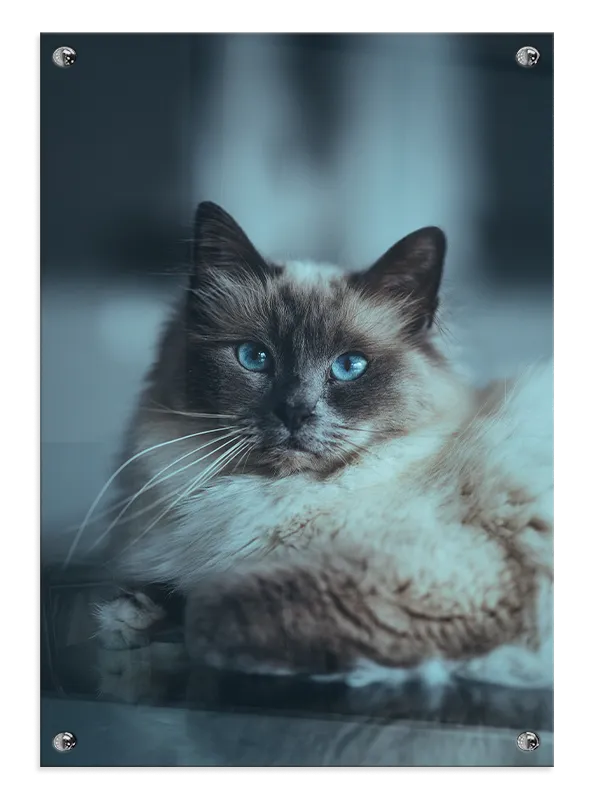 Ragdoll Cat Plakat