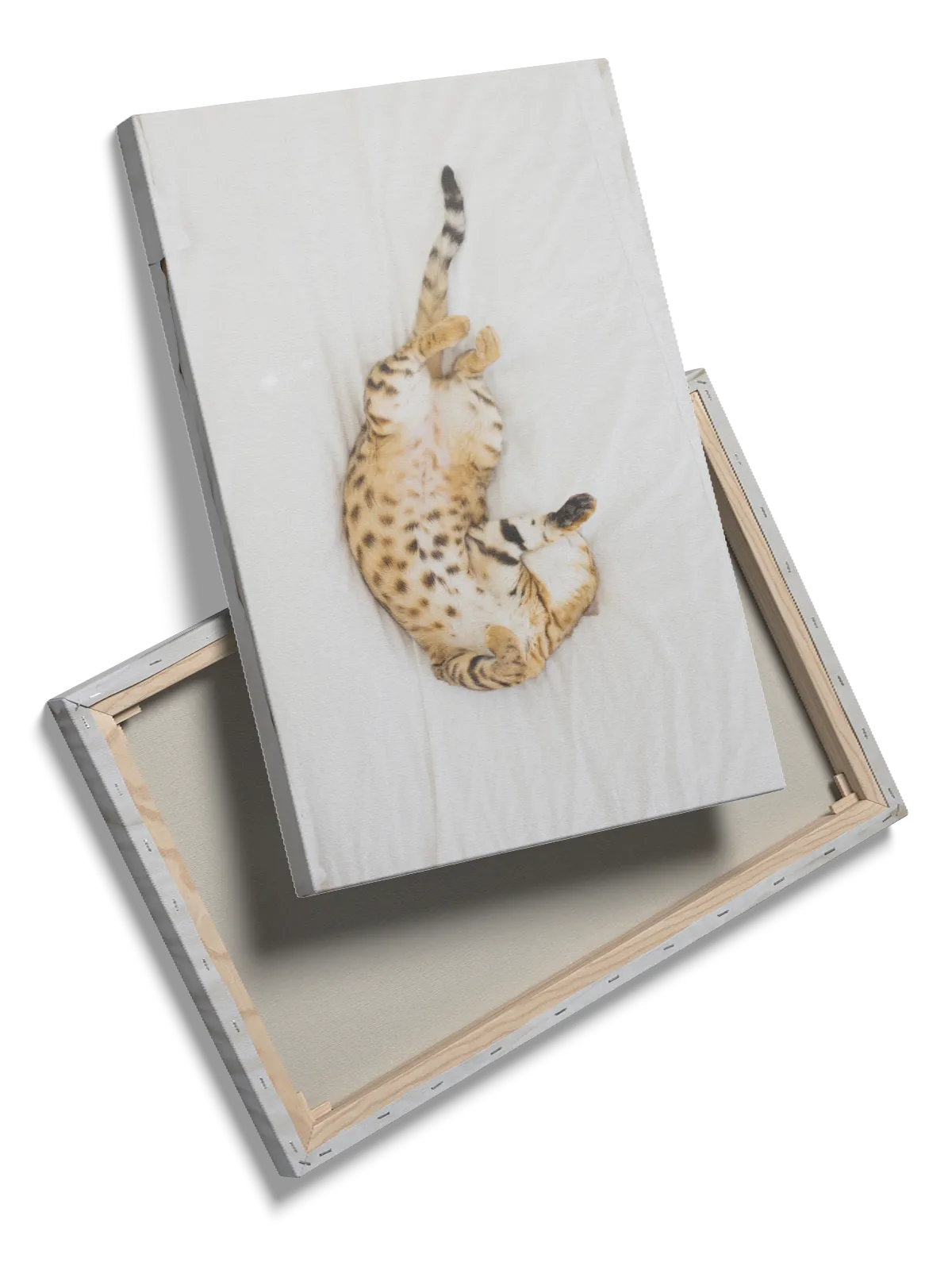 Bengal Cat Plakat