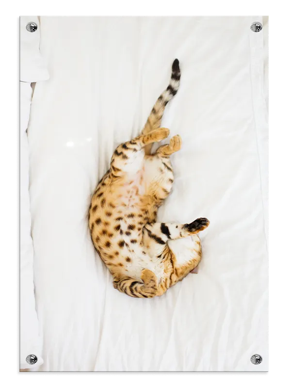 Bengal Cat Plakat