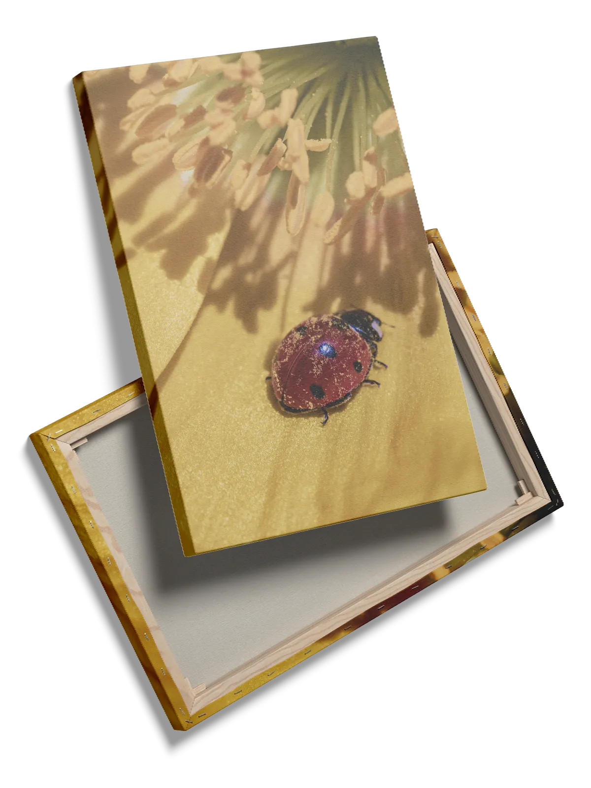 Insekt Ladybug On Flower Plakat