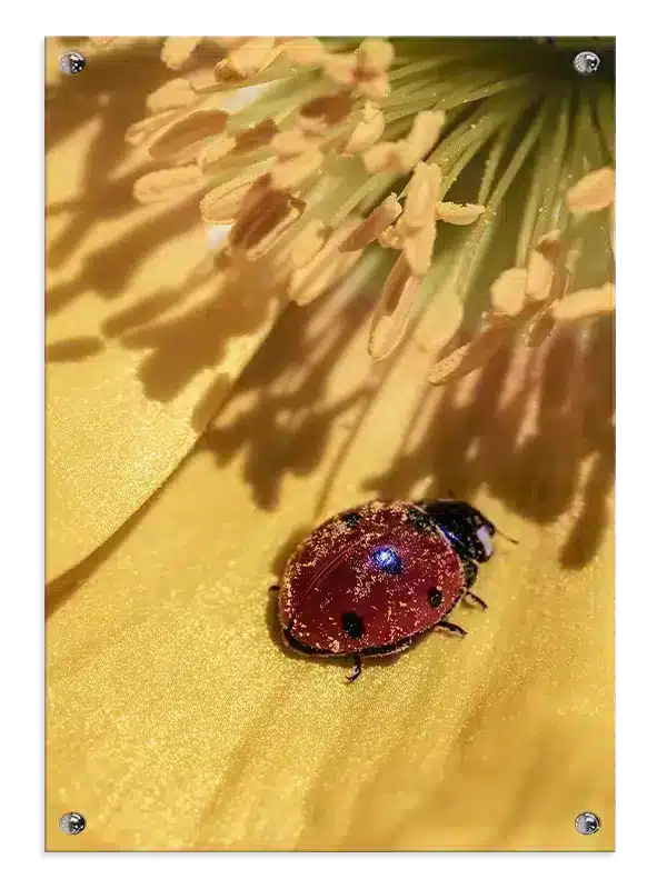 Insekt Ladybug On Flower Plakat