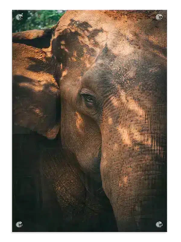 Elephant Closeup Plakat