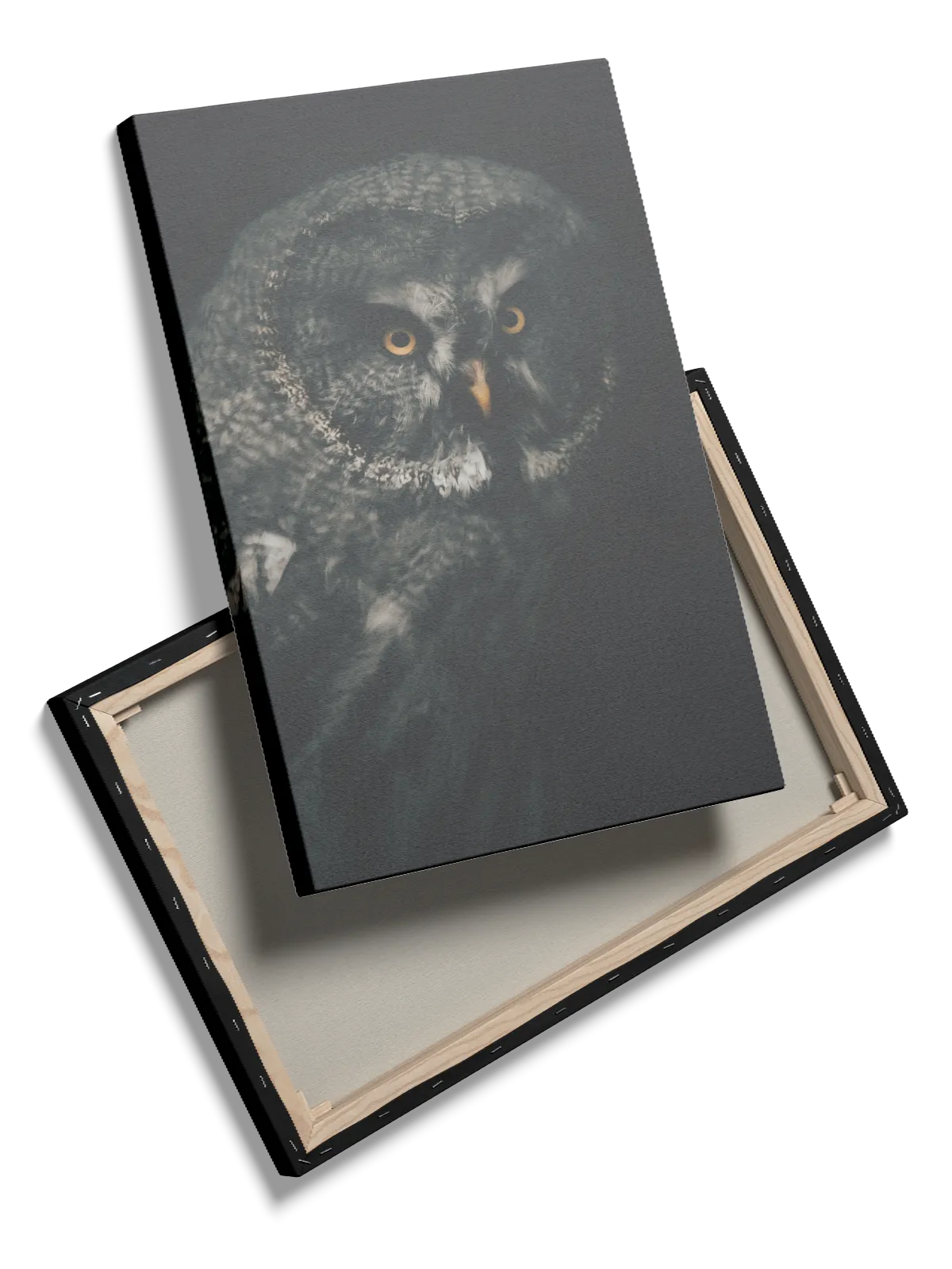 Great Grey Owl Plakat