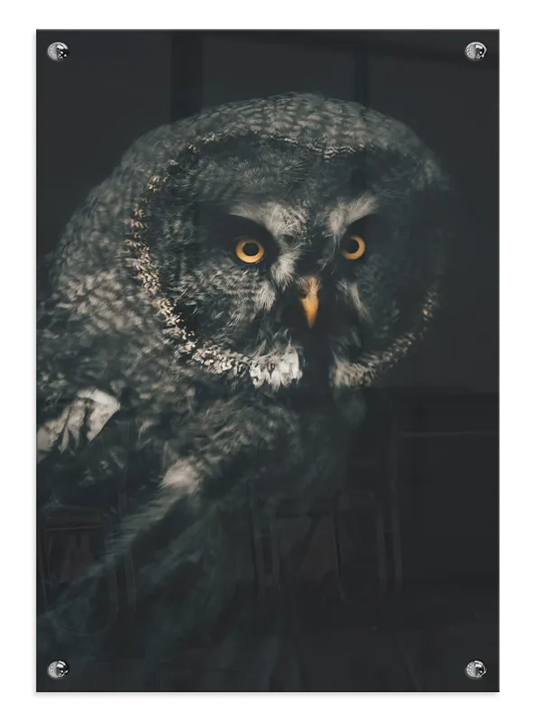 Great Grey Owl Plakat