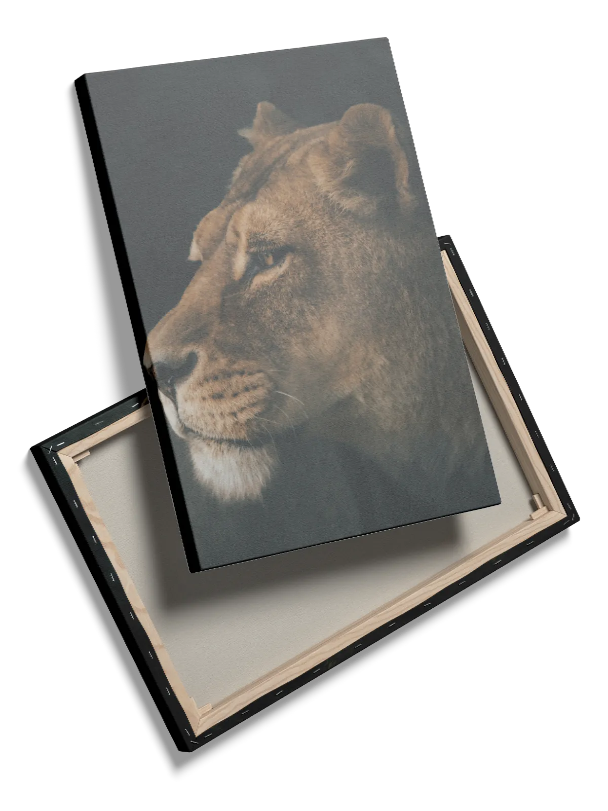 Lioness Profile Plakat