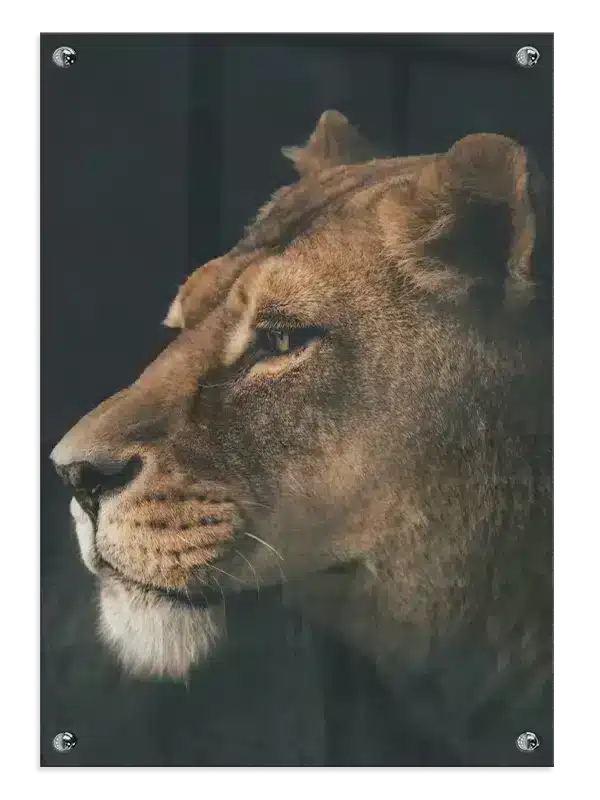 Lioness Profile Plakat