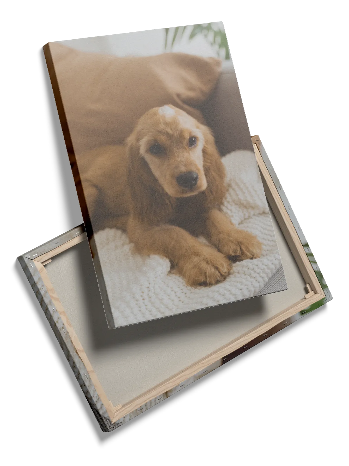 Cocker Spaniel Puppy Plakat