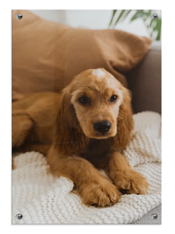 Cocker Spaniel Puppy Plakat