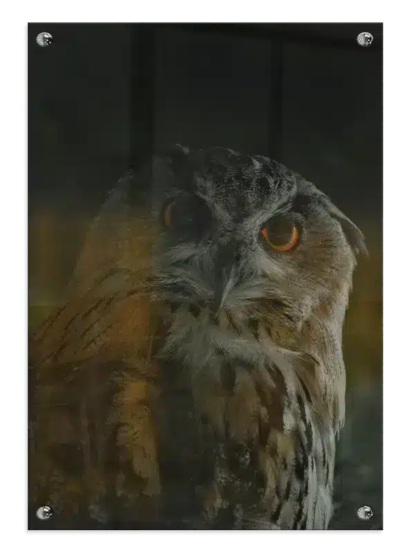 Eagle Owl No2 Plakat
