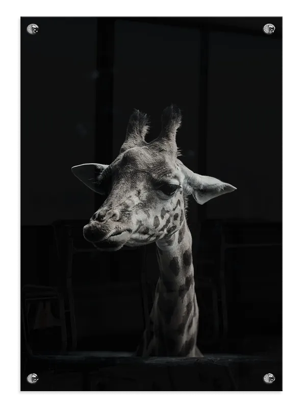 Giraffe Portrait Plakat