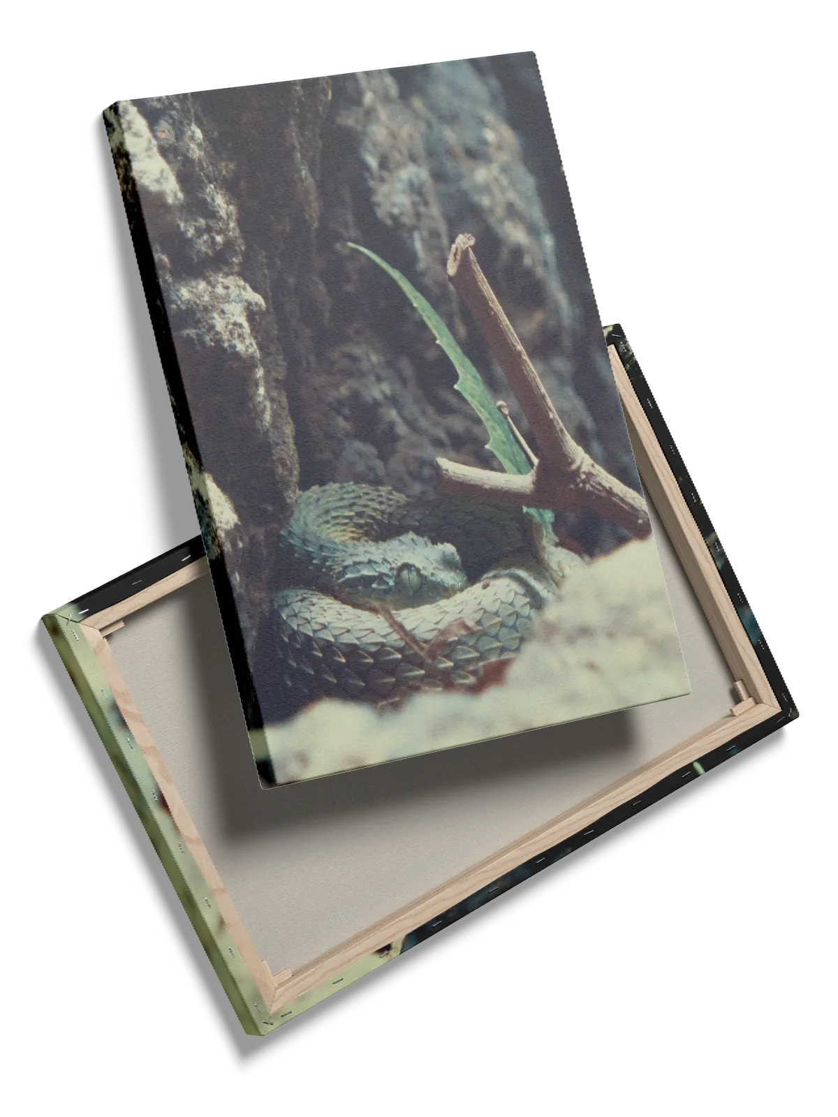 Slange Green Viper Plakat