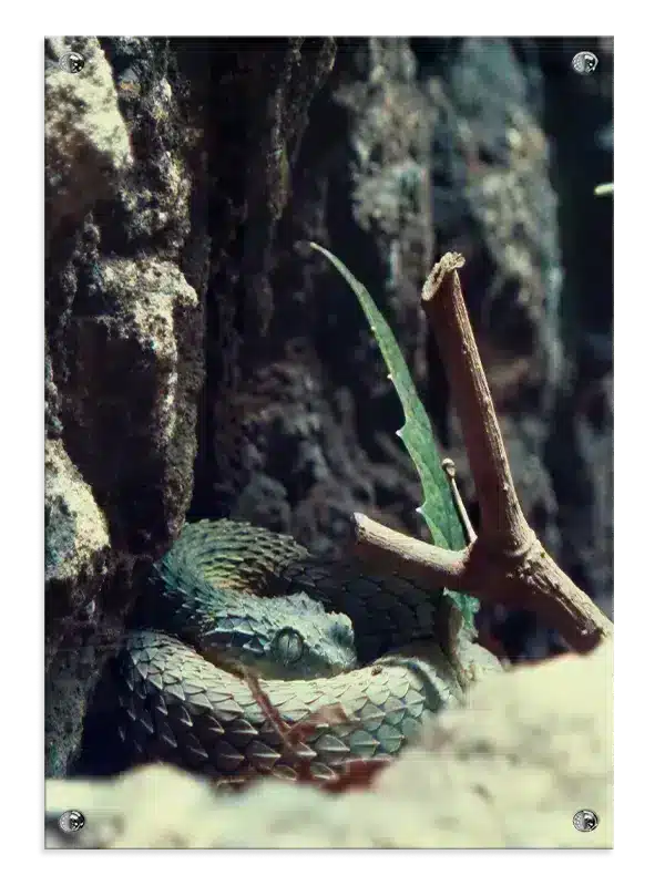 Slange Green Viper Plakat