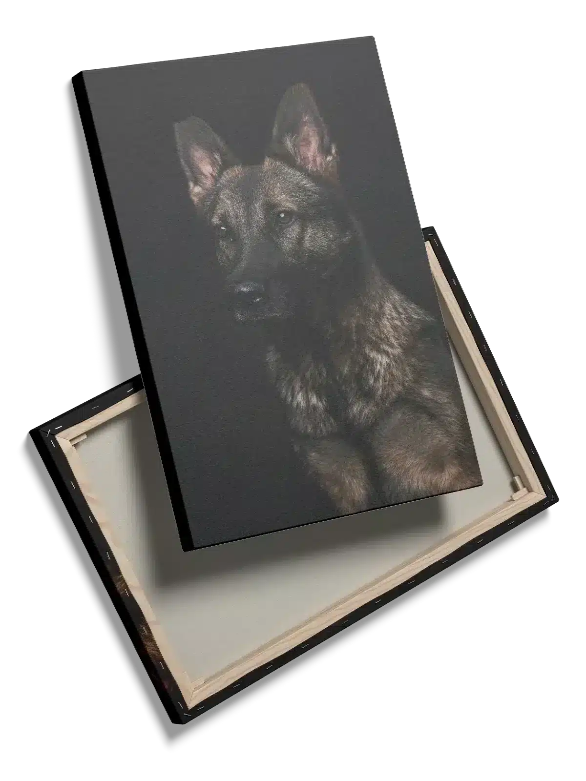 German Shepherd I Plakat