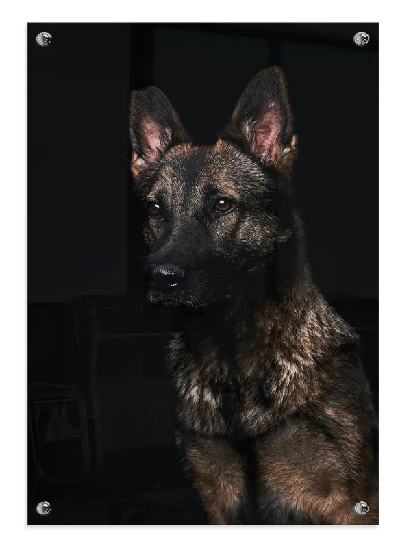 German Shepherd I Plakat