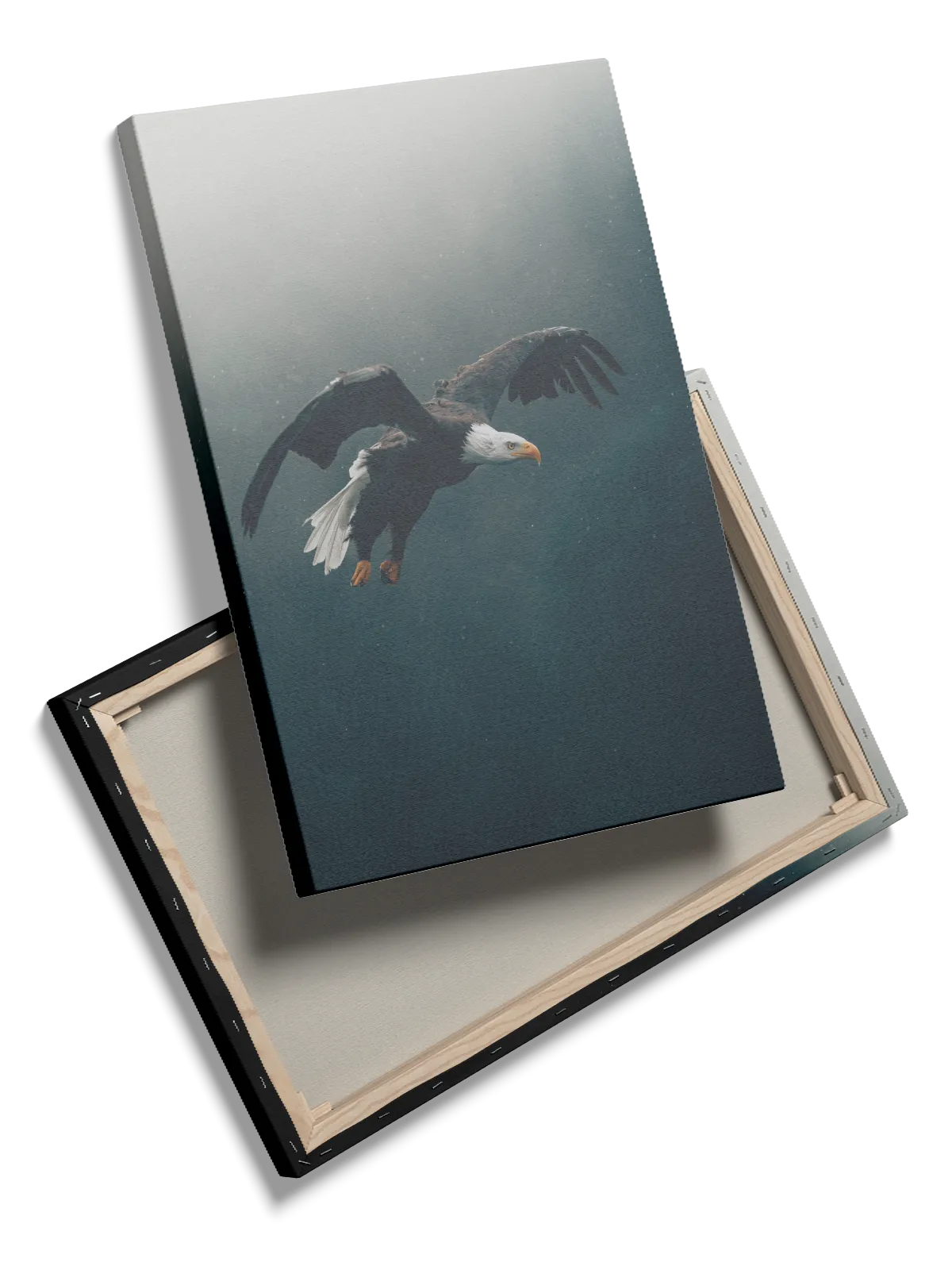 Bald Eagle Flight Plakat