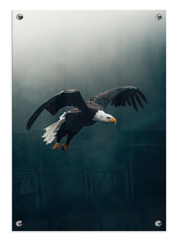 Bald Eagle Flight Plakat
