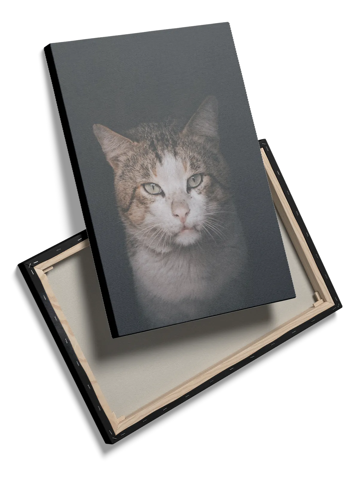 Tabby Cat I Plakat