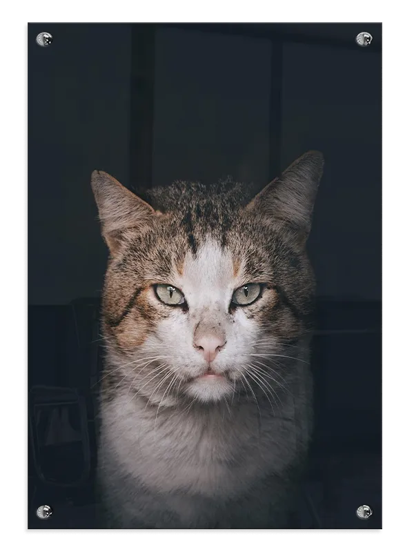 Tabby Cat I Plakat