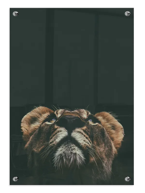 Lioness Looking Plakat