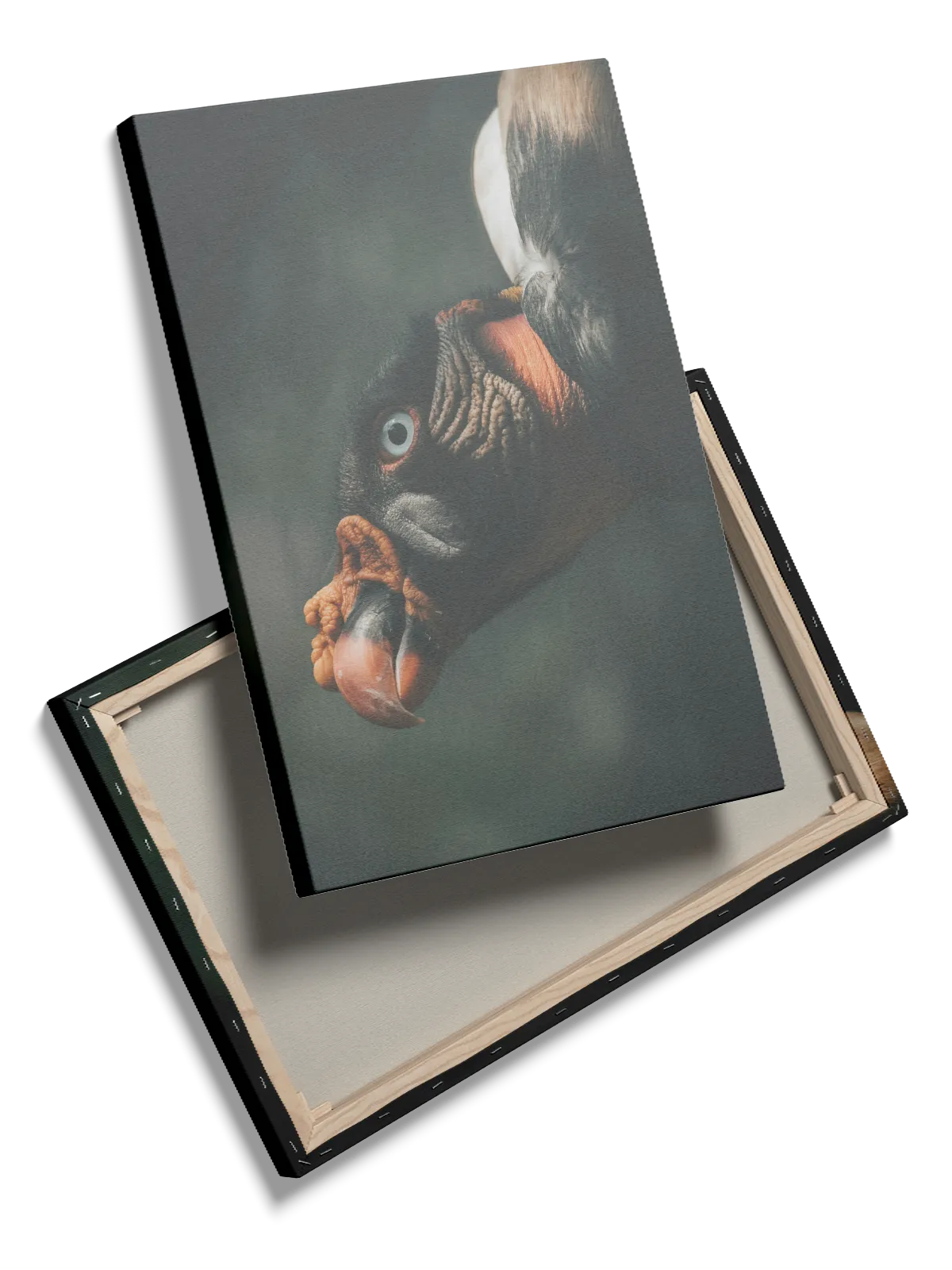 Ugle King Vulture Plakat