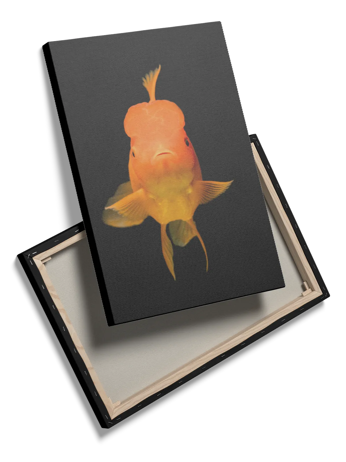 Oranda Goldfish Plakat