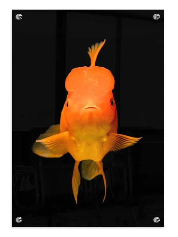 Oranda Goldfish Plakat