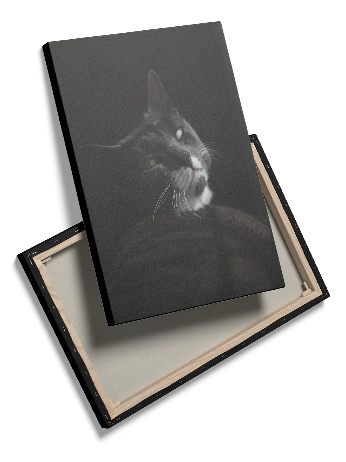 Domestic Cat Plakat