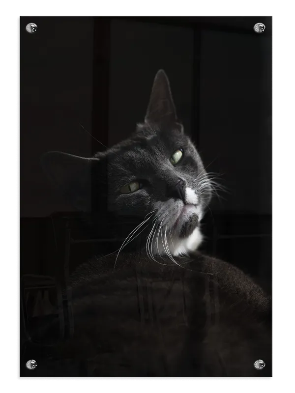 Domestic Cat Plakat