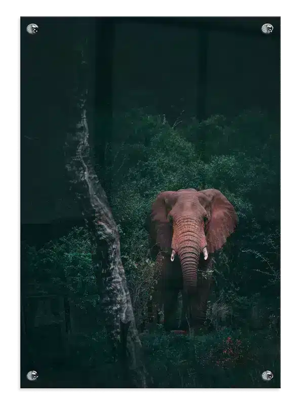 Elephant In Forest Plakat
