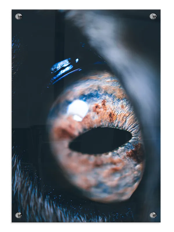 Horse Eye Plakat