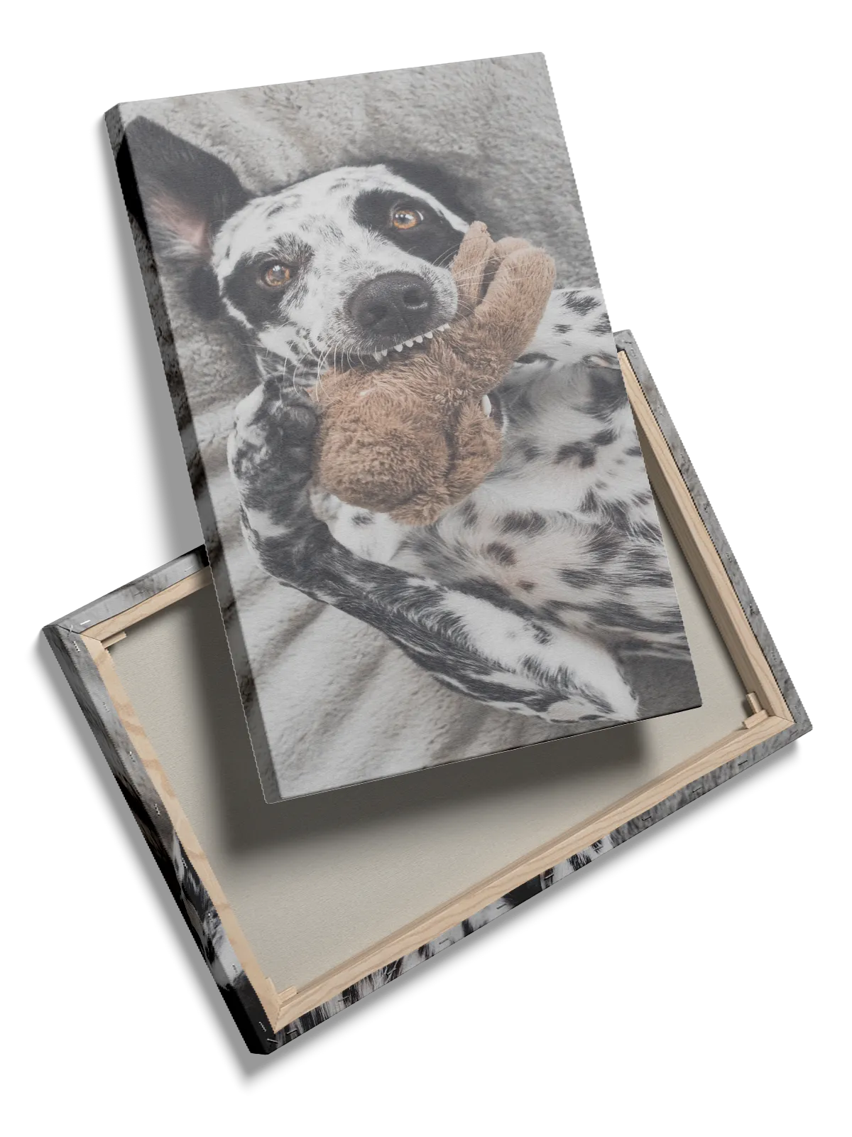 Dalmatian Dog Plakat
