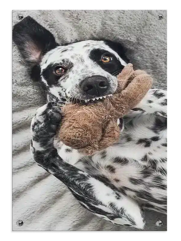 Dalmatian Dog Plakat