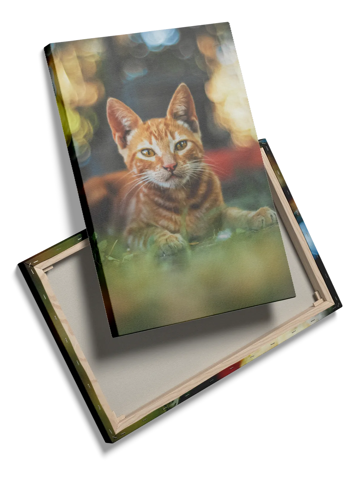 Ginger Cat Close Up Plakat