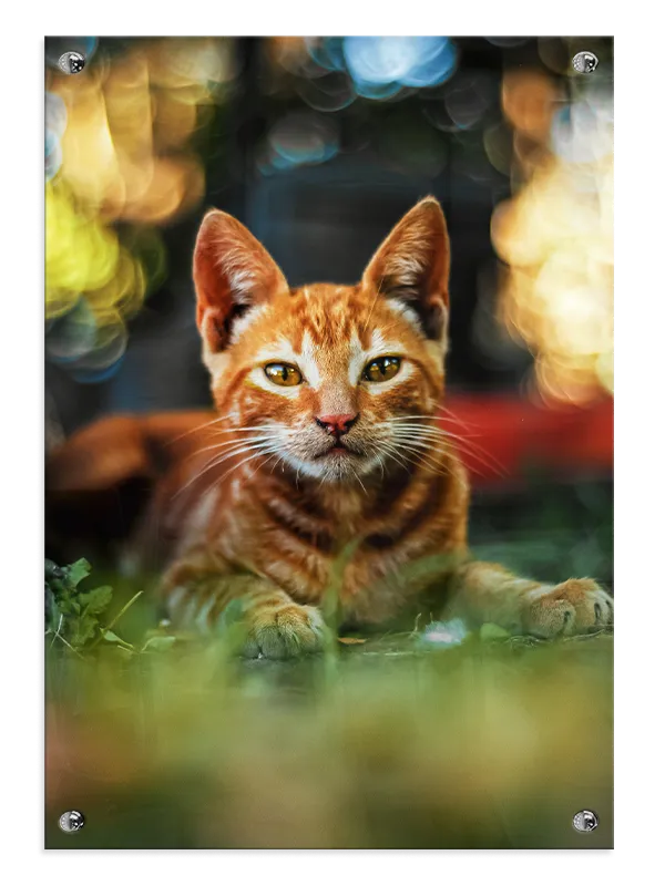 Ginger Cat Close Up Plakat