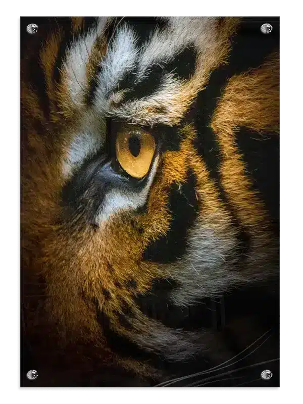 Tiger Eye Plakat