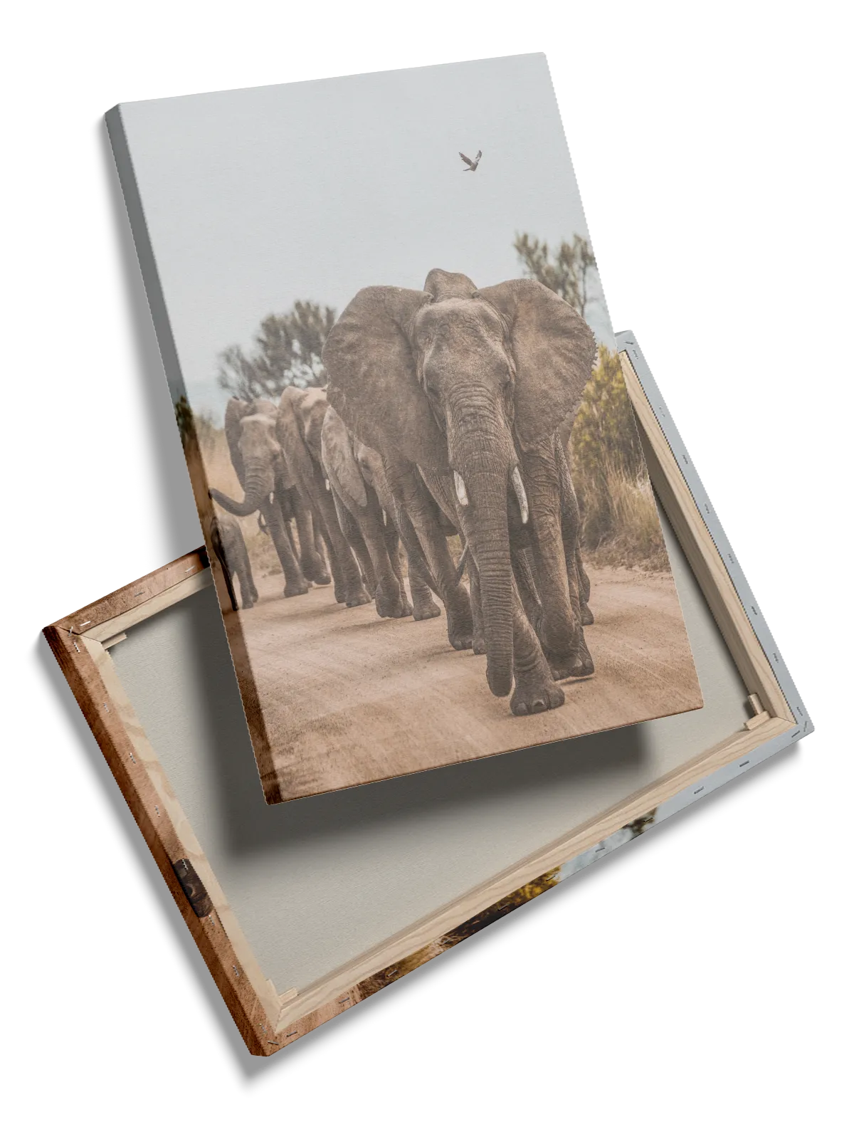African Elephant Herd Plakat